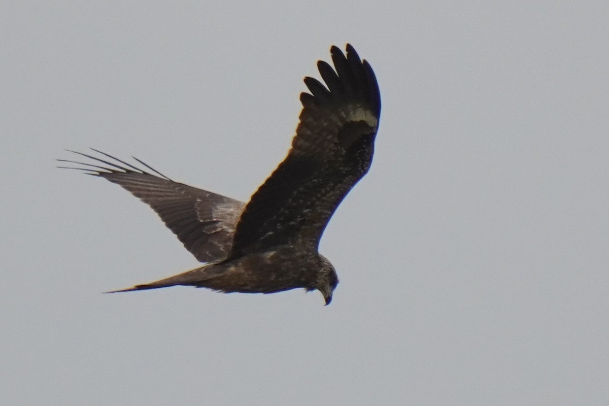 Black Kite - ML617917894