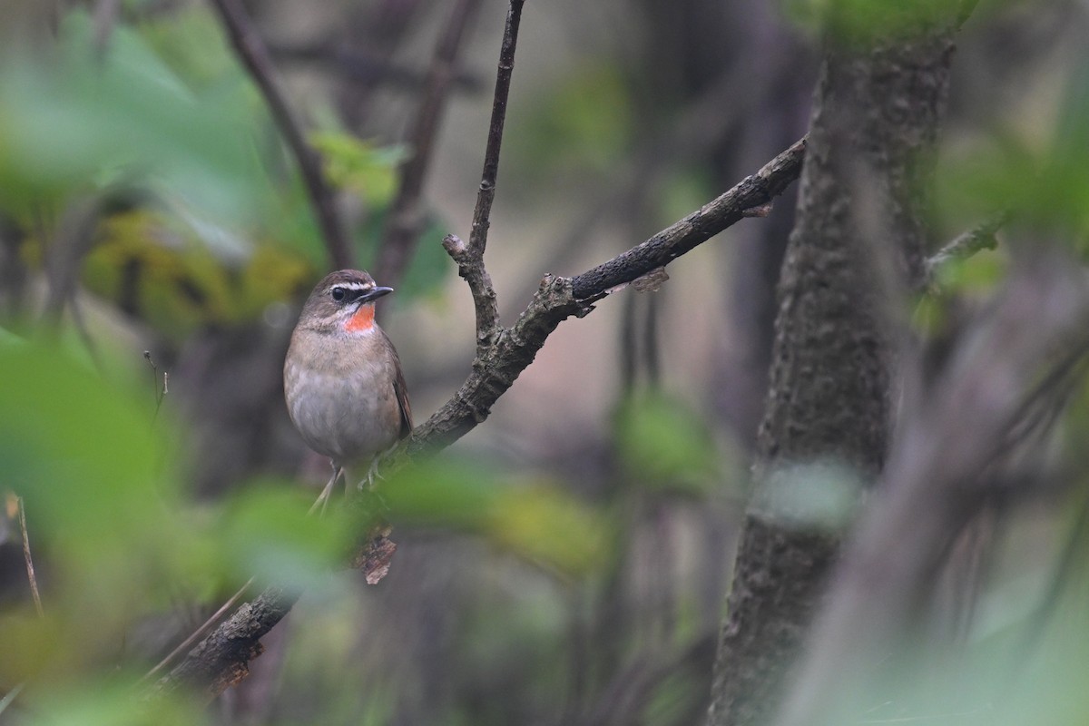 Siberian Rubythroat - Ting-Wei (廷維) HUNG (洪)