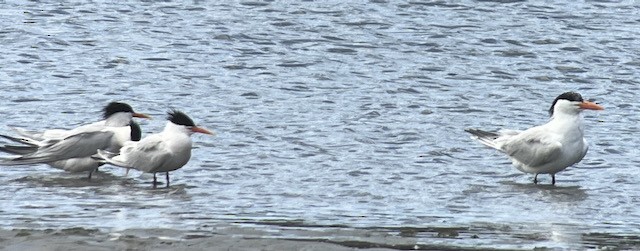 Elegant Tern - ML617917982
