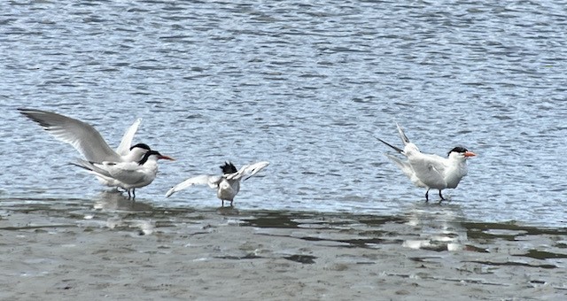 Elegant Tern - ML617917983