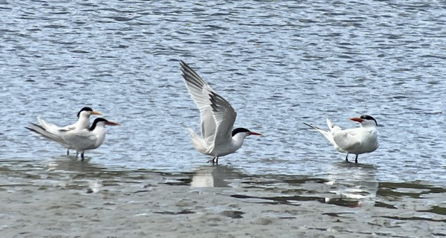 Elegant Tern - ML617917984