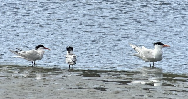 Elegant Tern - ML617917985