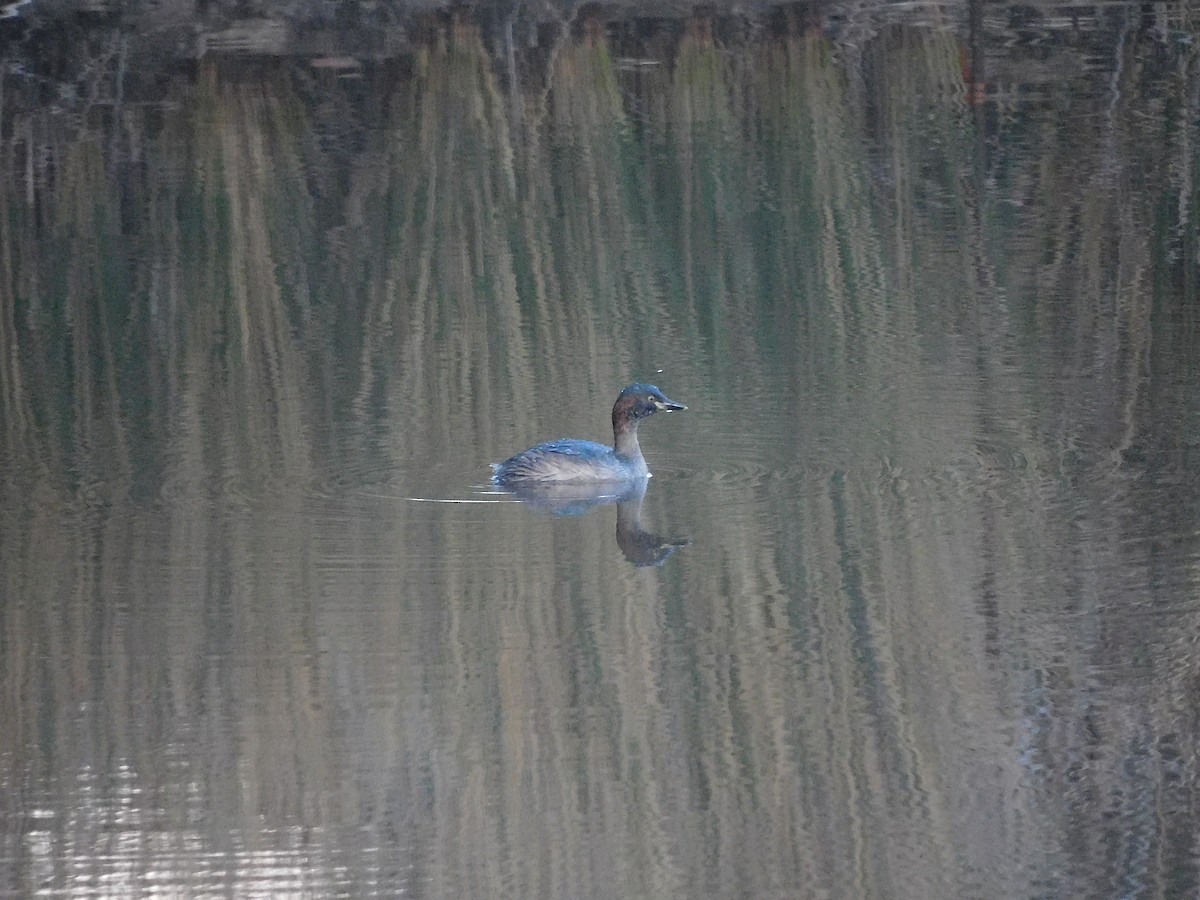 Australasian Grebe - ML617918061