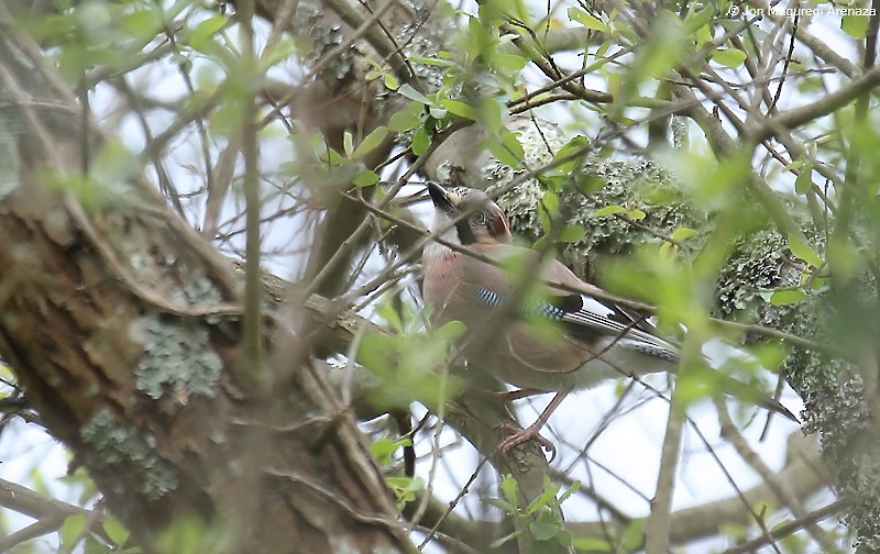 Eurasian Jay - ML617918065