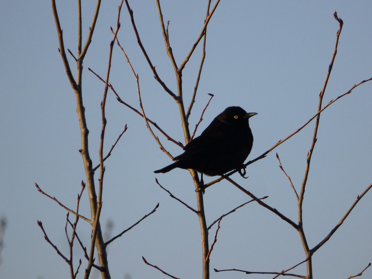 Rusty/Brewer's Blackbird - ML617918128