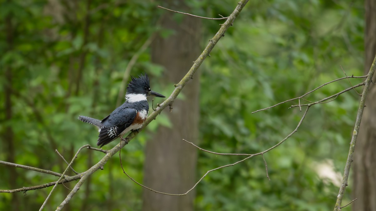 Belted Kingfisher - ML617918141