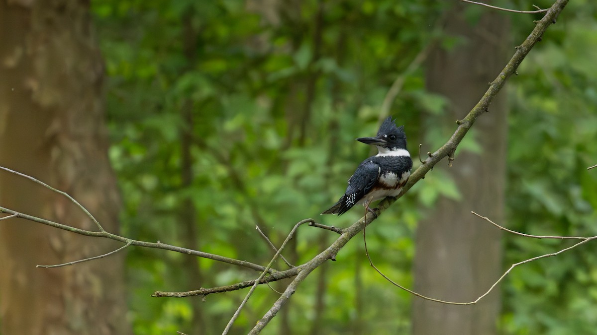 Belted Kingfisher - ML617918142