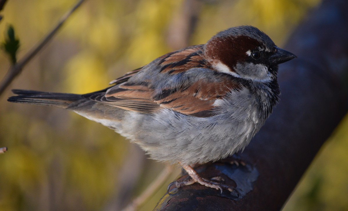 House Sparrow - ML617918174