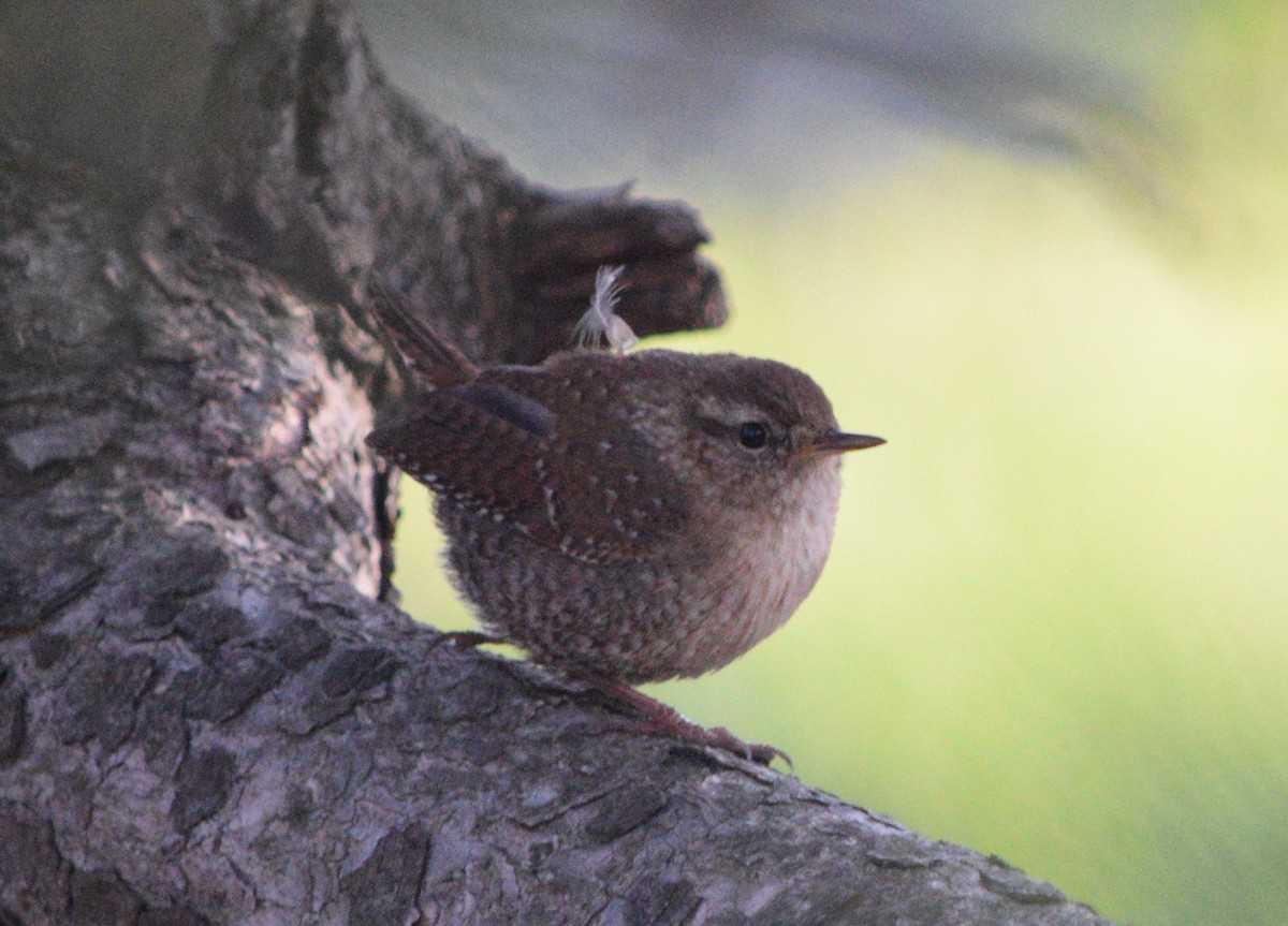 Winter Wren - ML617918177