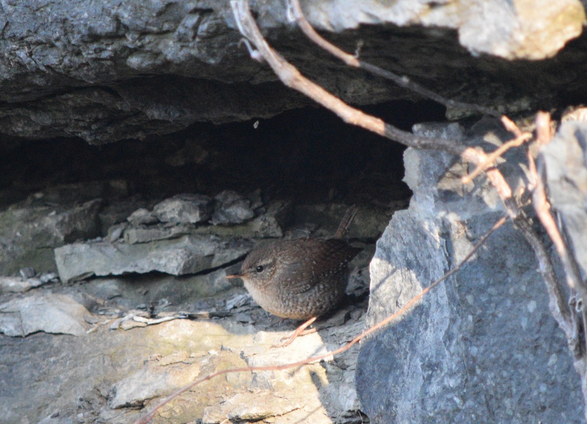 Winter Wren - ML617918178