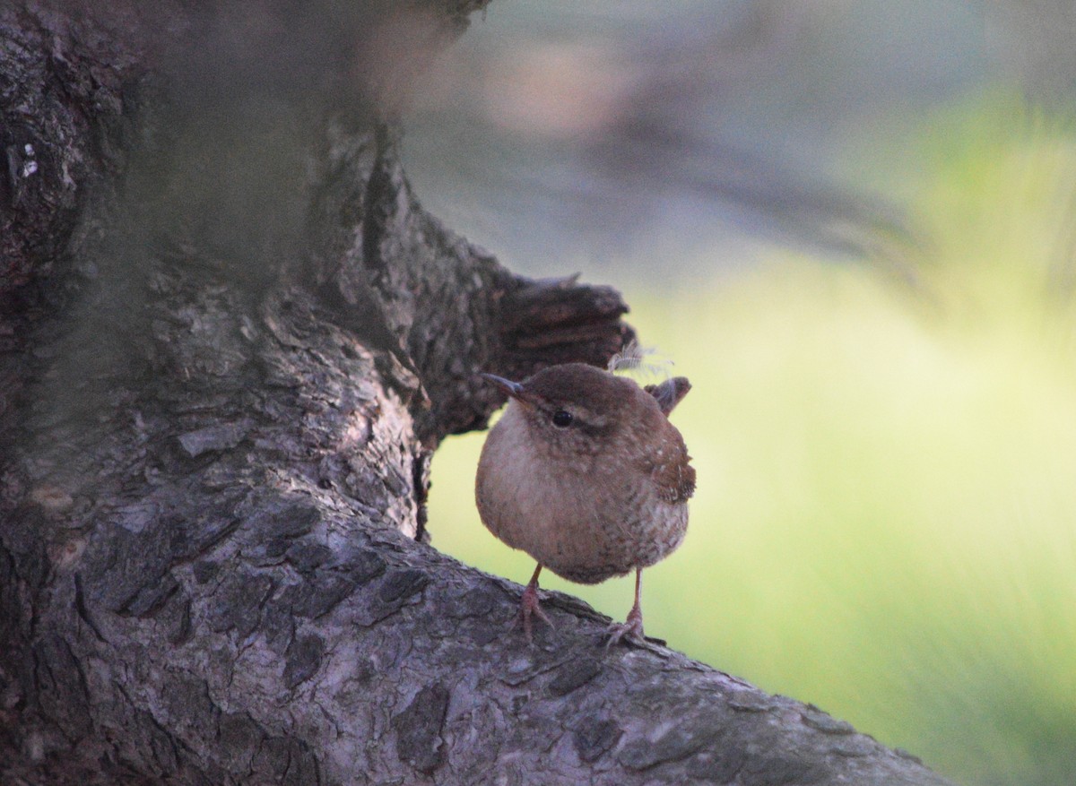 Winter Wren - ML617918179