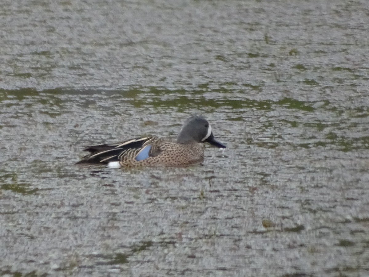 Blue-winged Teal - Su Snyder