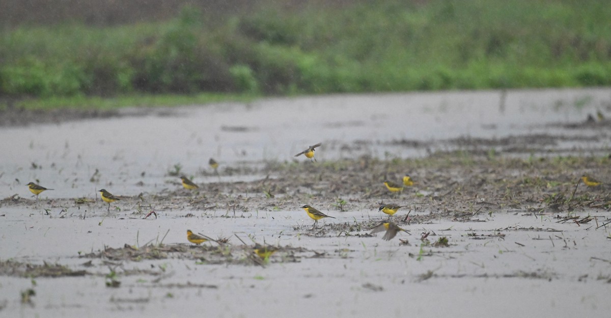 Eastern Yellow Wagtail (Eastern) - ML617918246