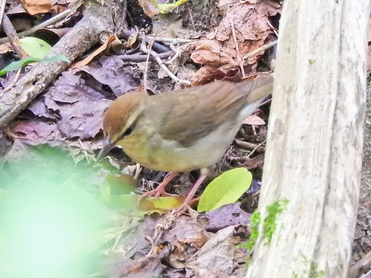 Swainson's Warbler - ML617918343