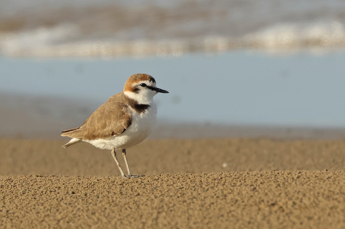 Kentish Plover - ML617918364