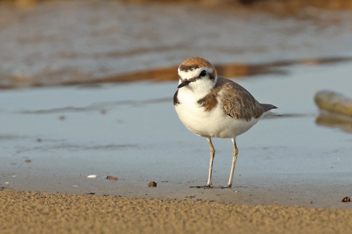 Kentish Plover - ML617918365