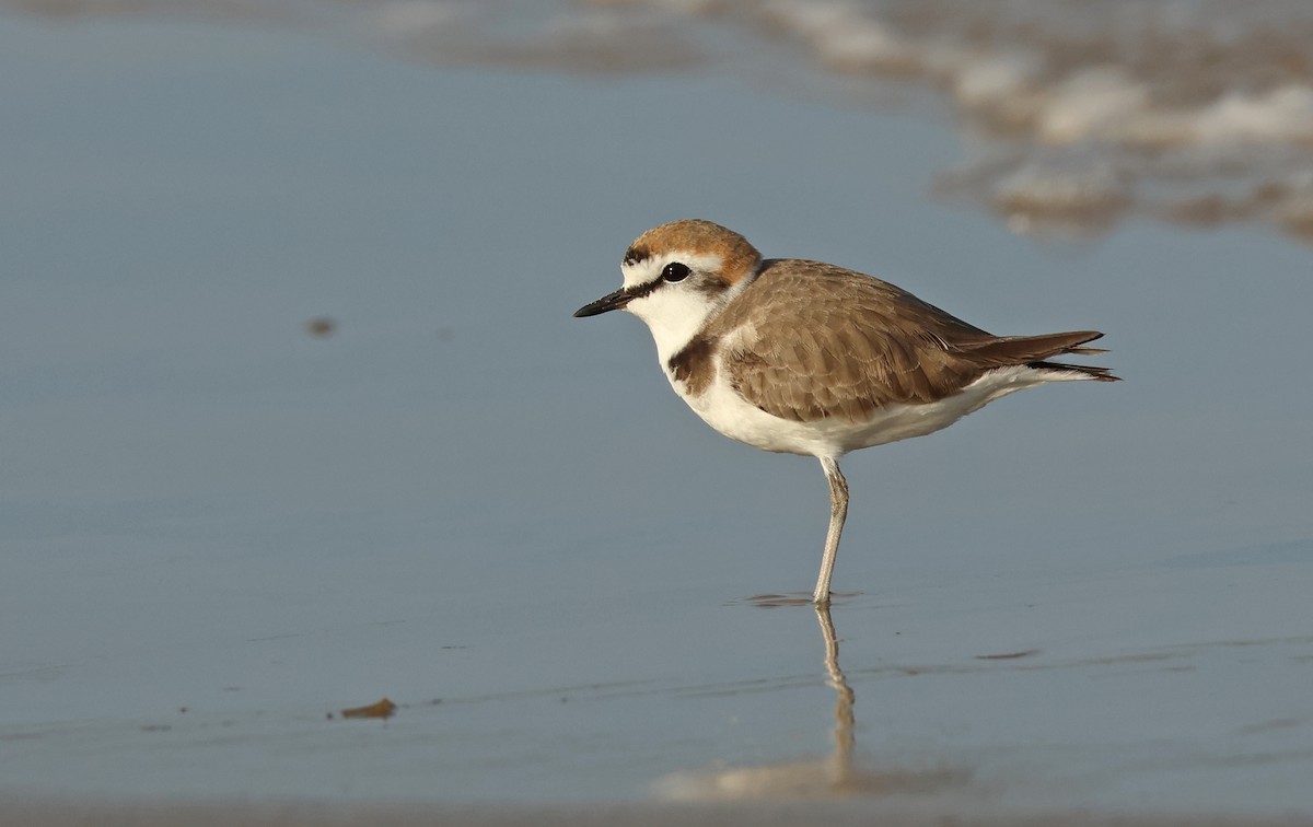 Kentish Plover - ML617918366