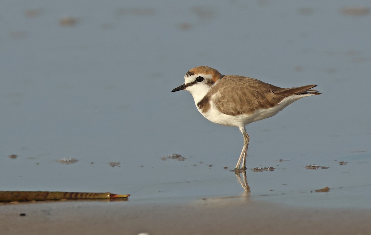 Kentish Plover - Dave Bakewell