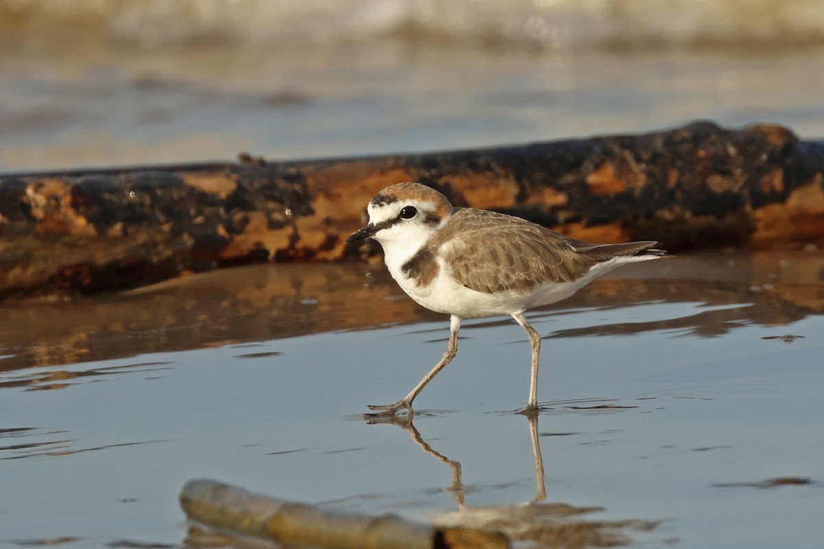 Kentish Plover - ML617918368