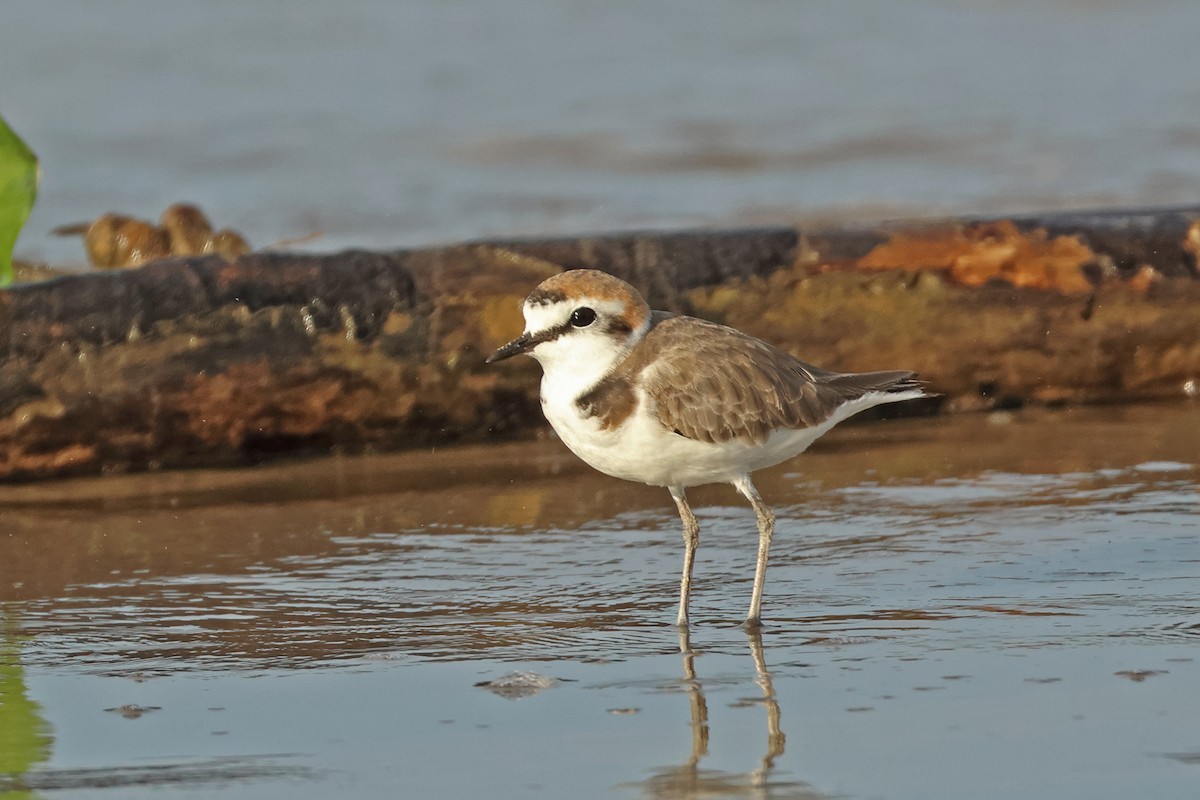 Kentish Plover - Dave Bakewell