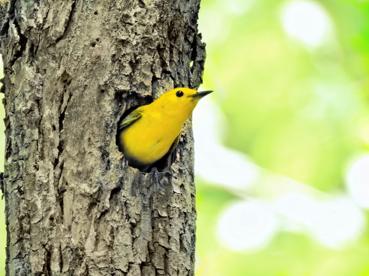 Prothonotary Warbler - ML617918373