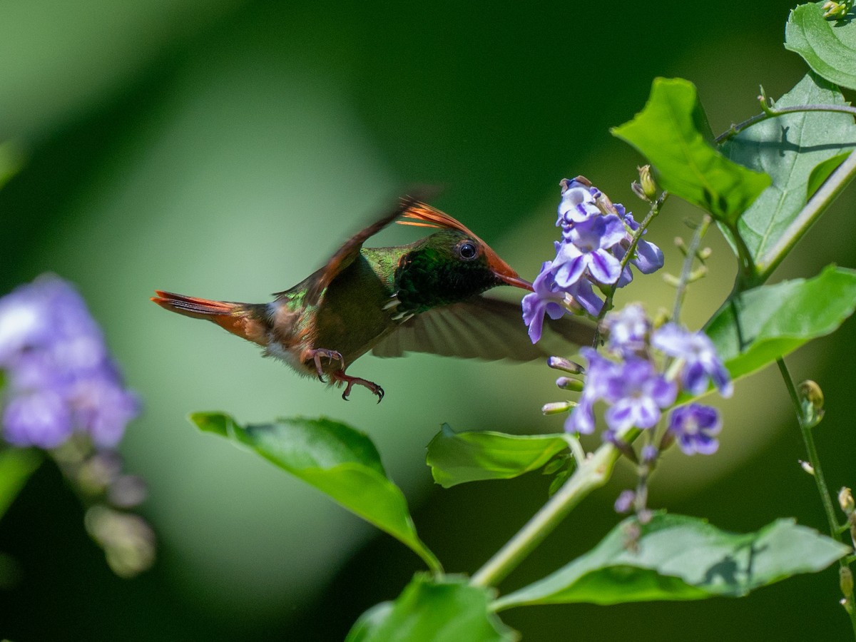 Rufous-crested Coquette - ML617918399