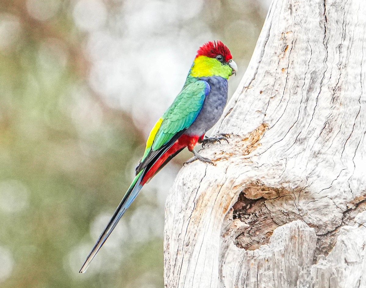 Red-capped Parrot - ML617918402