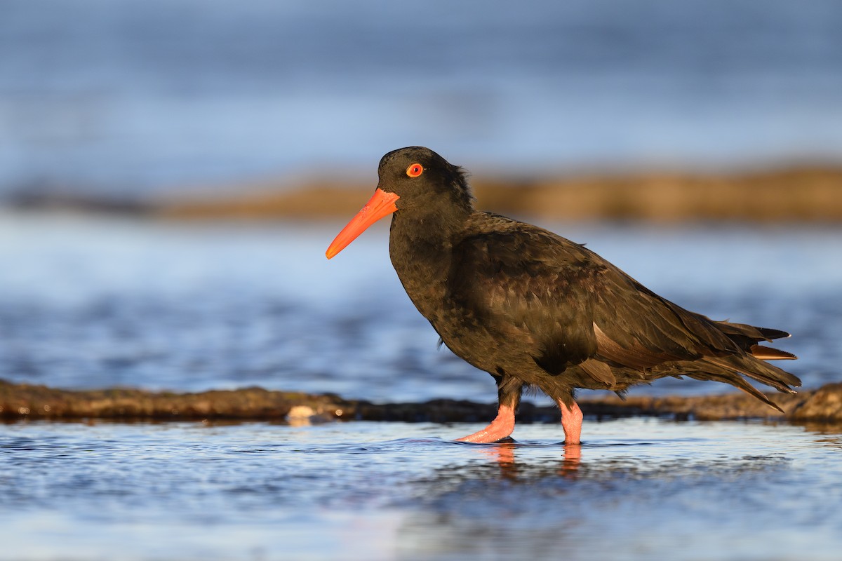 Sooty Oystercatcher - ML617918410