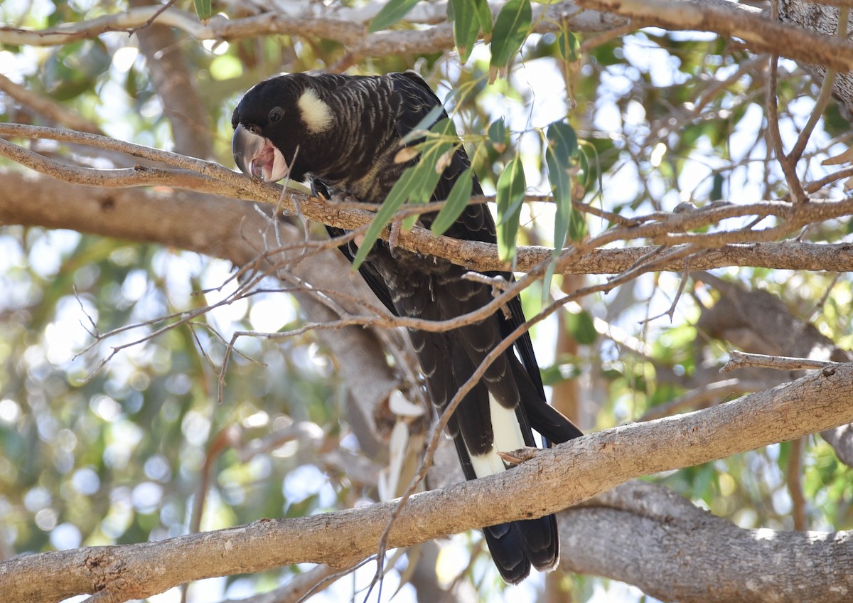 Carnaby's Black-Cockatoo - ML617918429