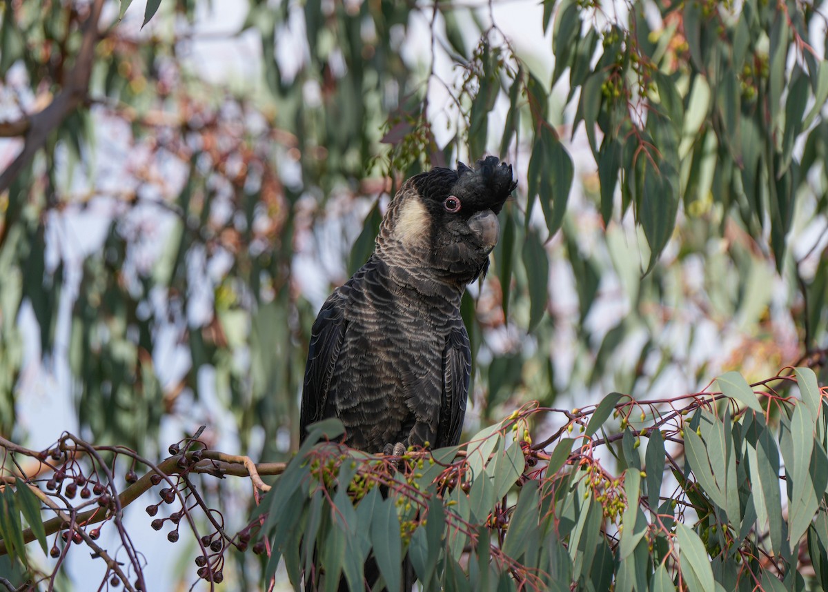 Carnaby's Black-Cockatoo - ML617918430