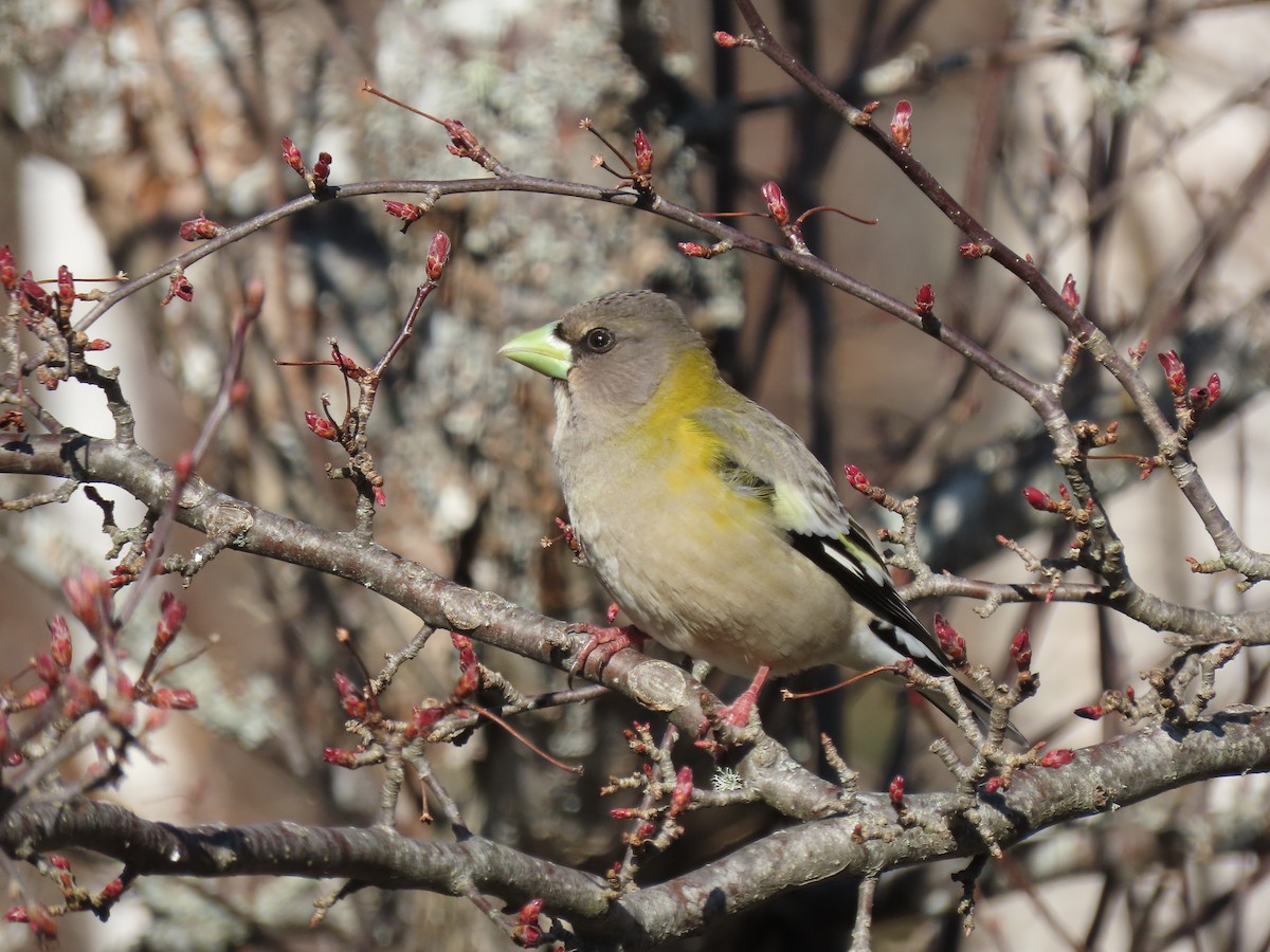 Evening Grosbeak - Chris Morrison