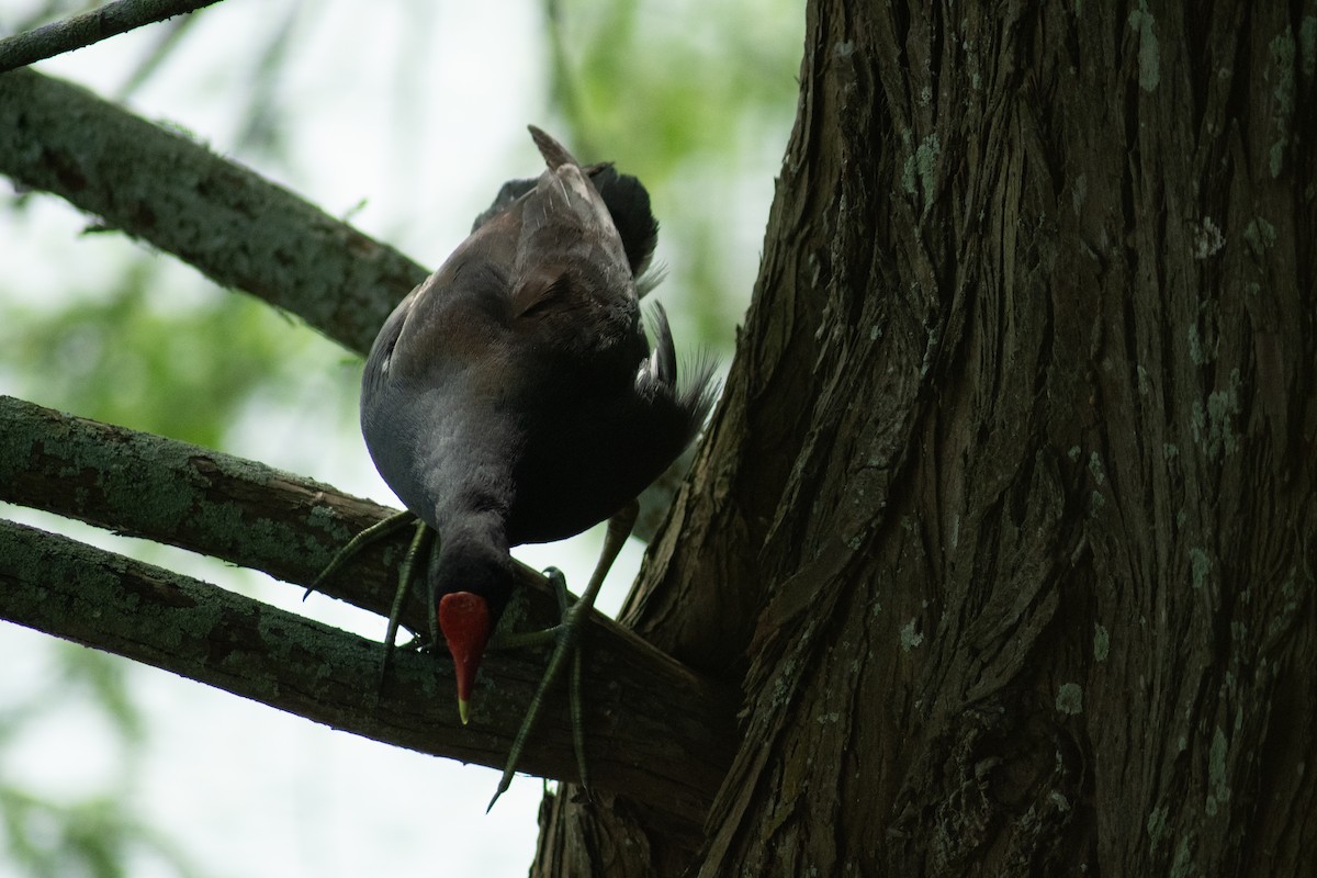 Gallinule d'Amérique - ML617918492