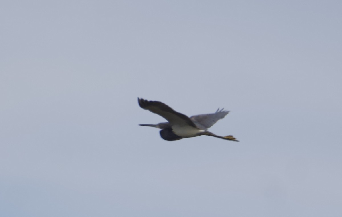 Tricolored Heron - ML617918526