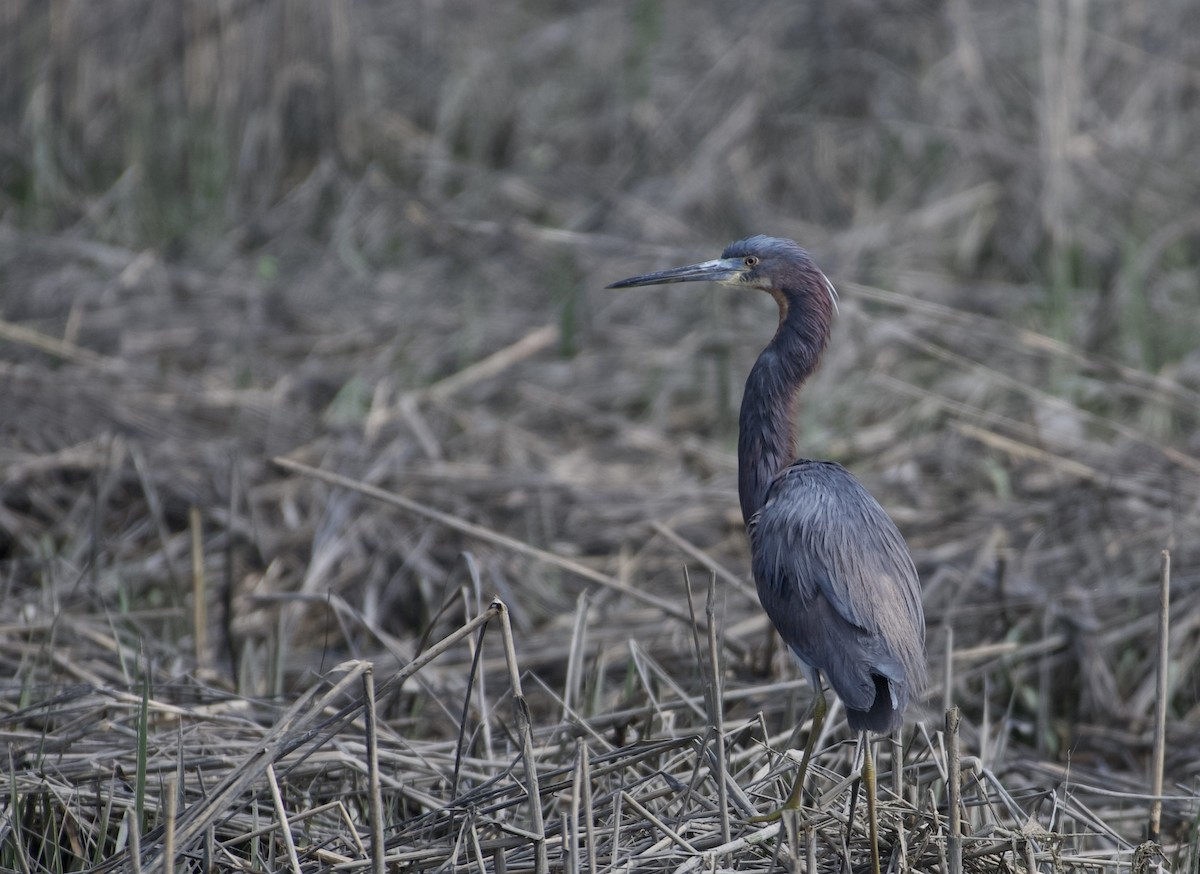 Tricolored Heron - ML617918527