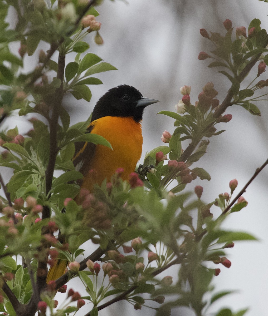 Baltimore Oriole - ML617918528