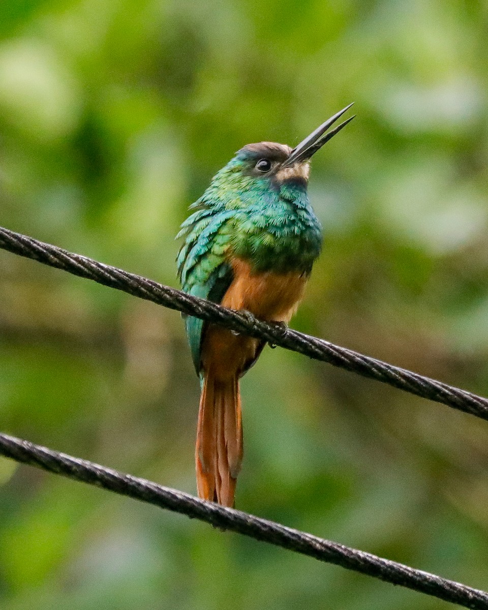 White-chinned Jacamar - ML617918535