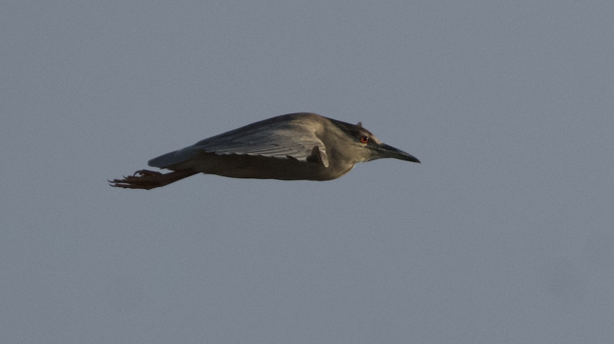 Black-crowned Night Heron - ML617918571