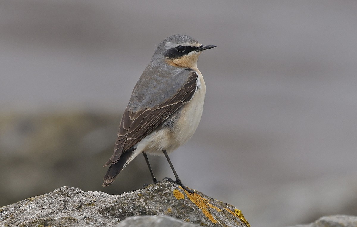 Northern Wheatear - ML617918598