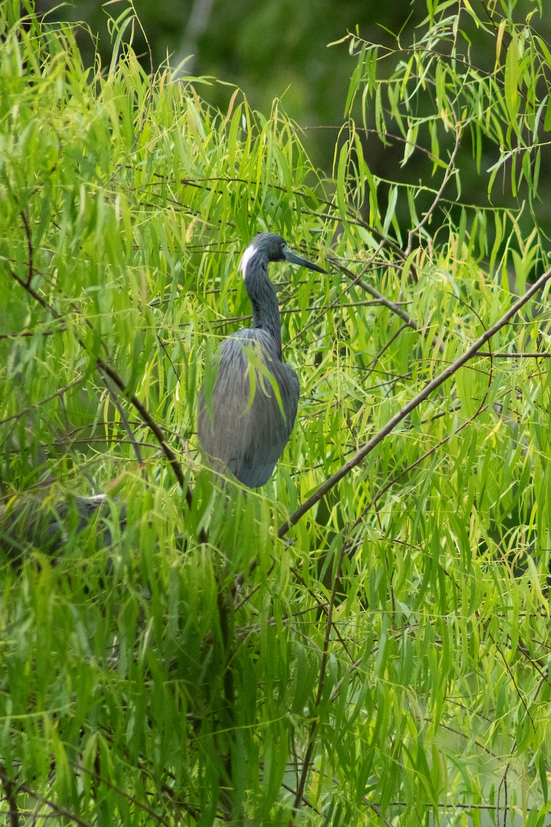 Tricolored Heron - ML617918604