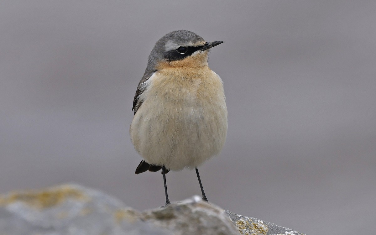 Northern Wheatear - ML617918605