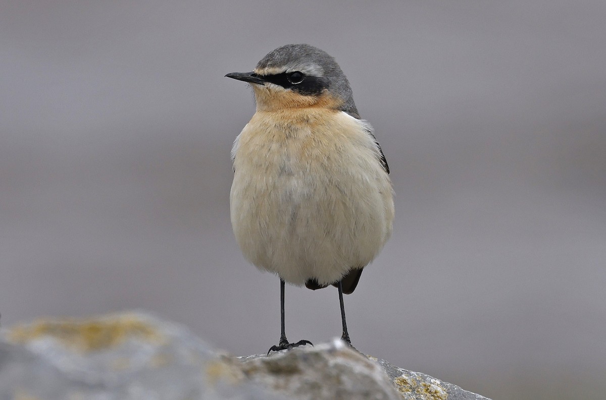 Northern Wheatear - ML617918612