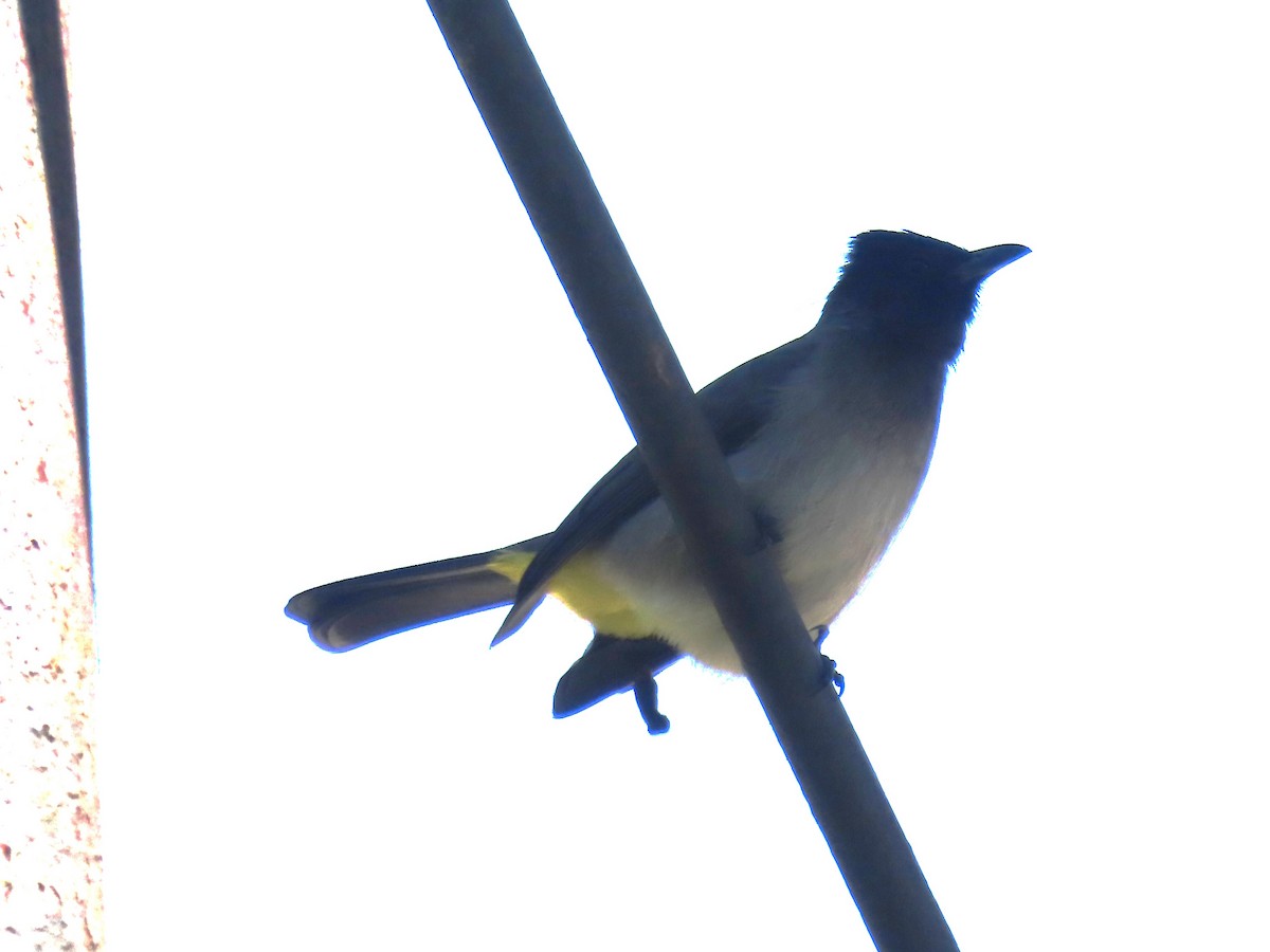 Common Bulbul - Ursula  Mitra