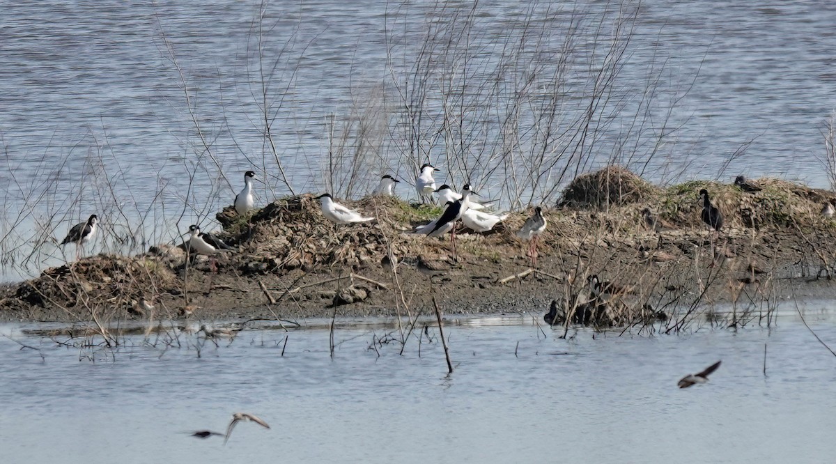 Gull-billed Tern - ML617918618