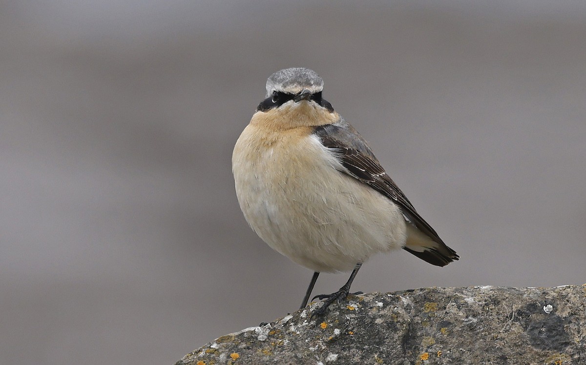 Northern Wheatear - ML617918619