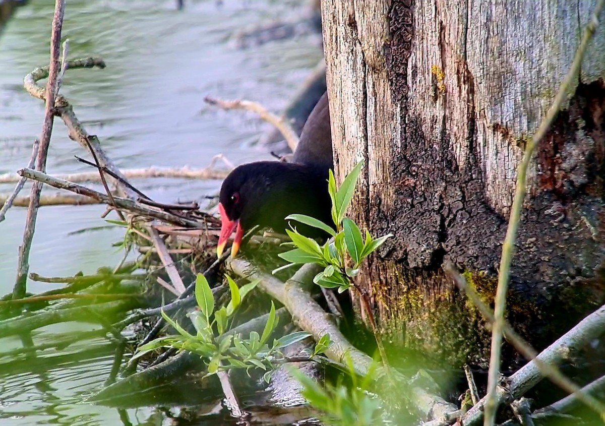 Eurasian Moorhen - Andre Güttler