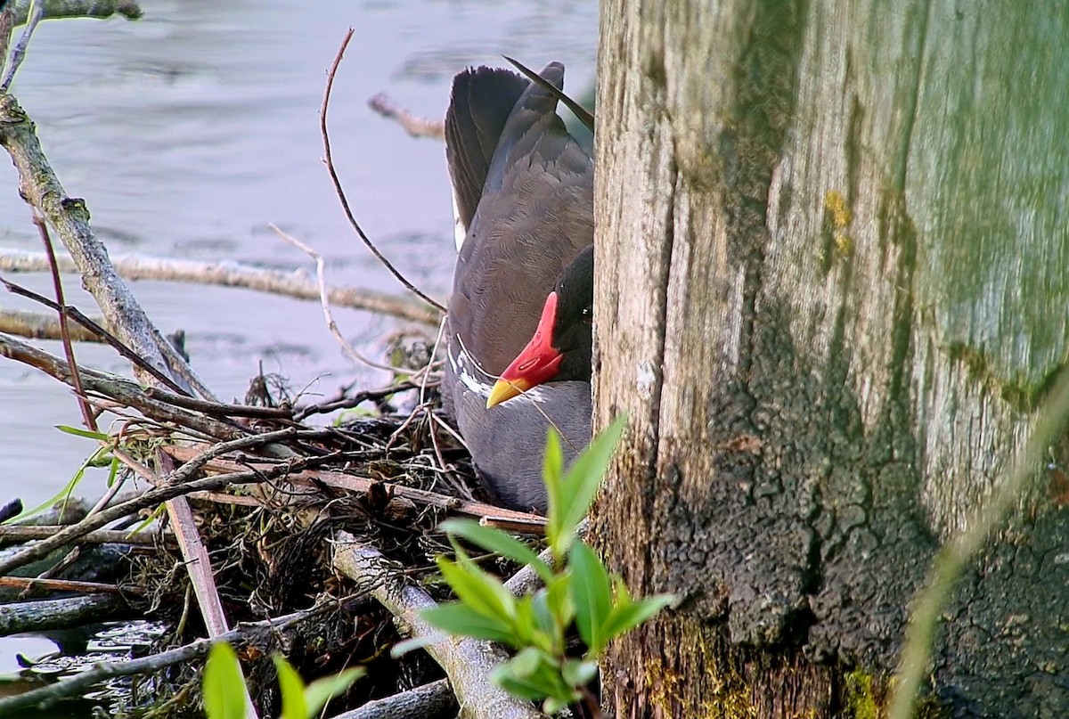 Eurasian Moorhen - Andre Güttler