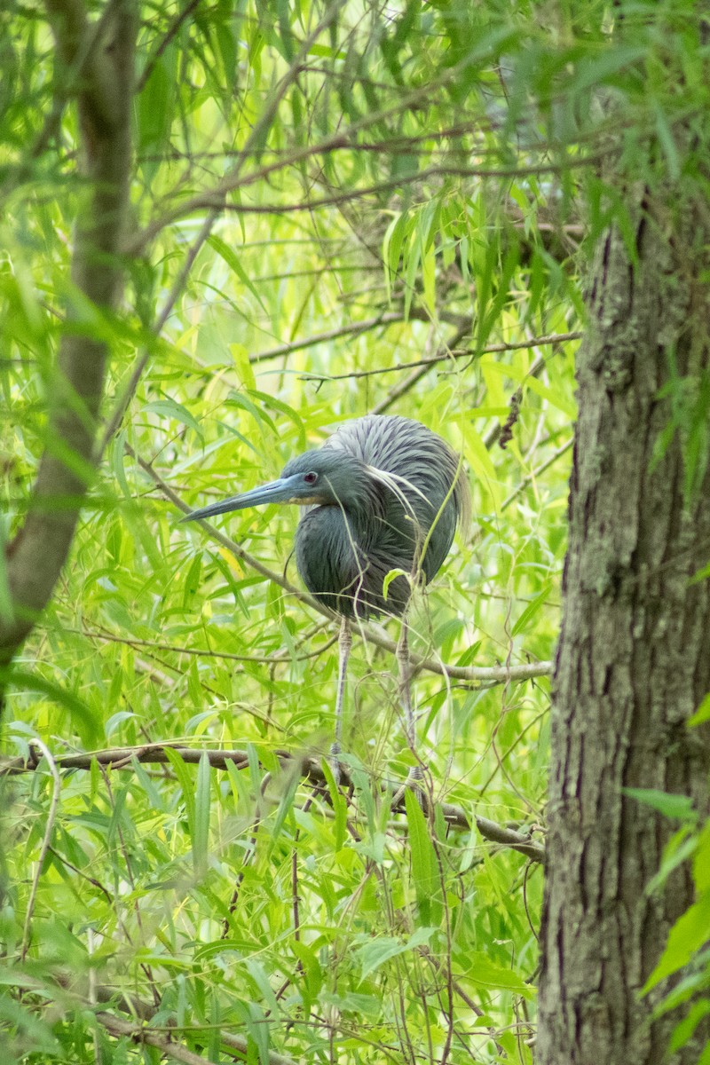 Tricolored Heron - ML617918644