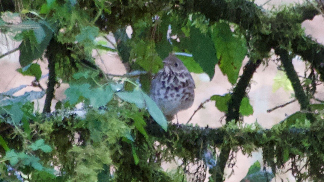 Swainson's Thrush - ML617918648