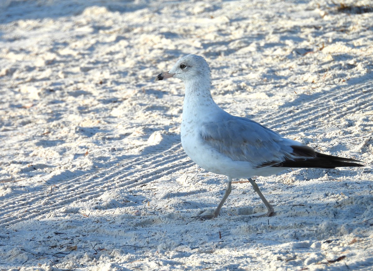 Ring-billed Gull - ML617918674