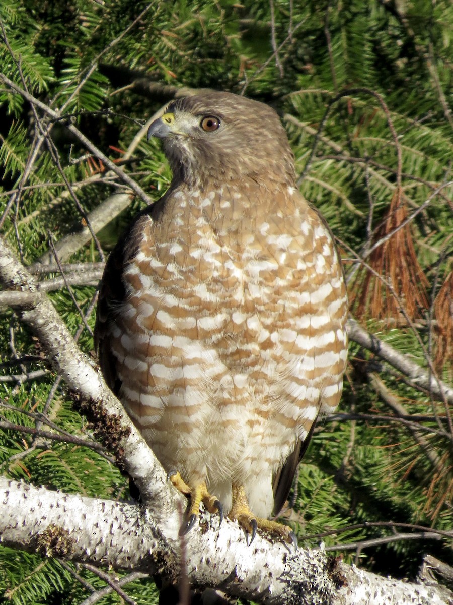 Broad-winged Hawk - ML617918724